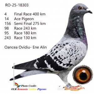 Loc 4 Finala Romania Golden Pigeons